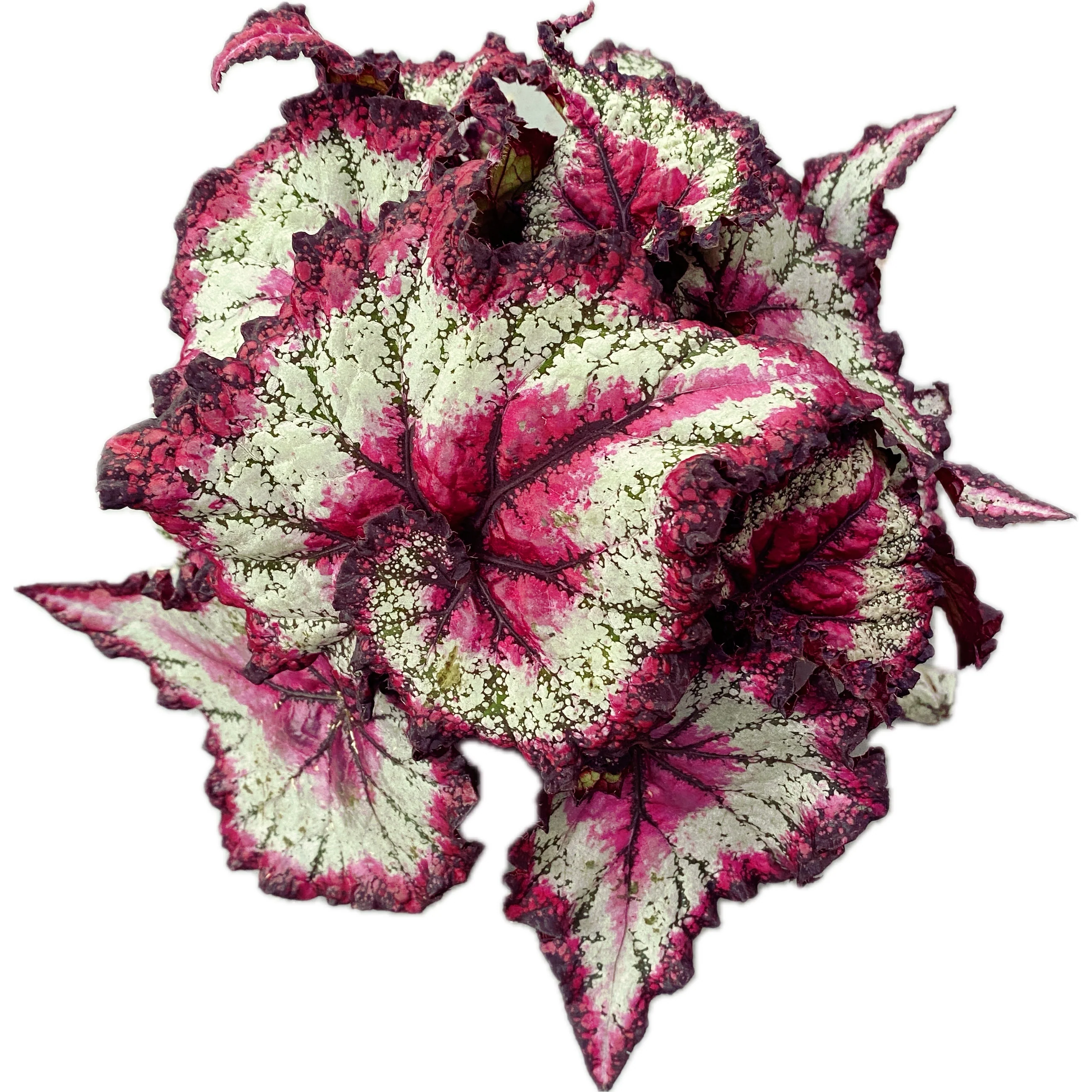 Begonia Magic Colours 'Odissi’