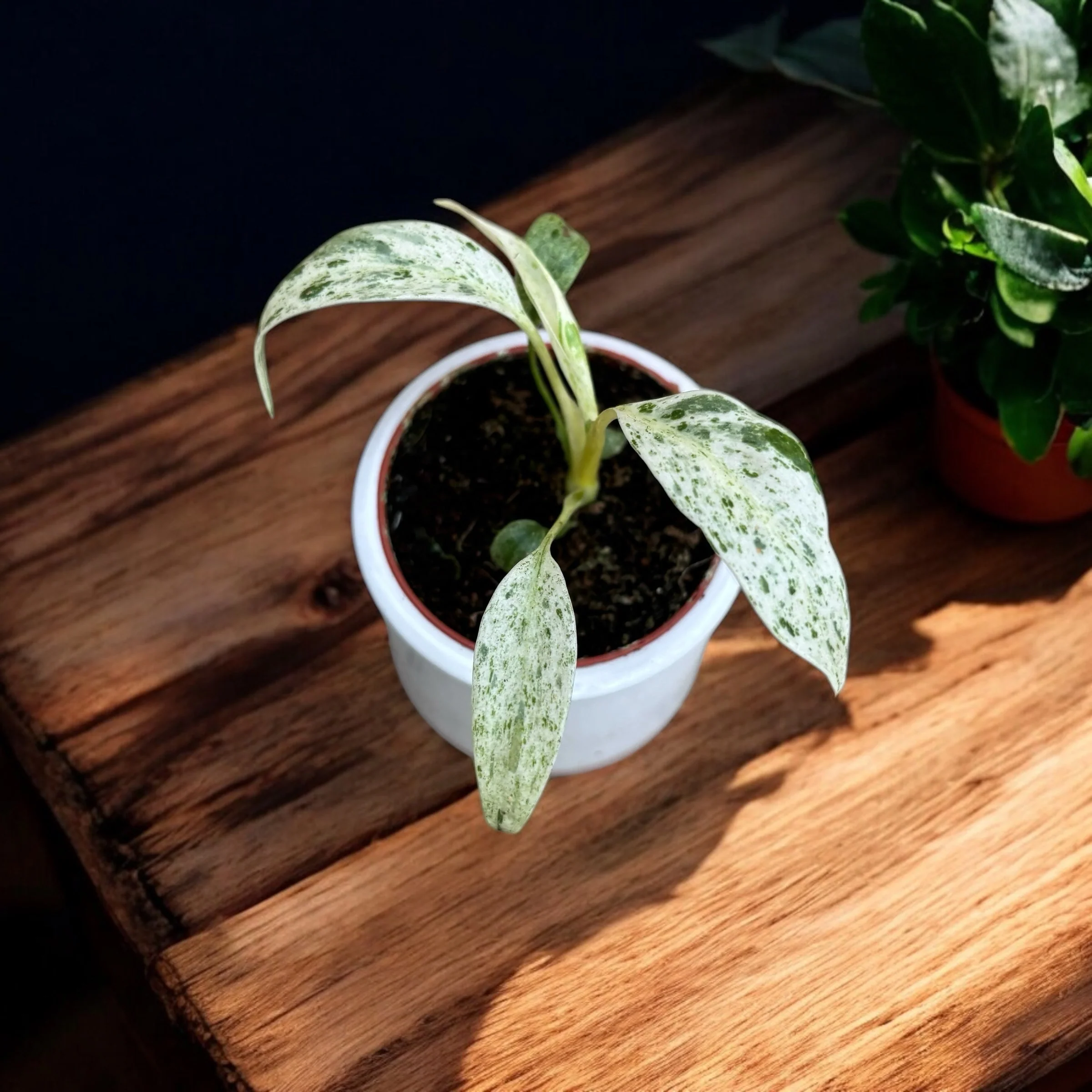 Rhaphidophora puberula 'Variegata’ – babyplant