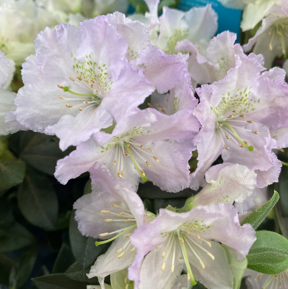 Rhododendron Lavendula – azalee de gradina roz