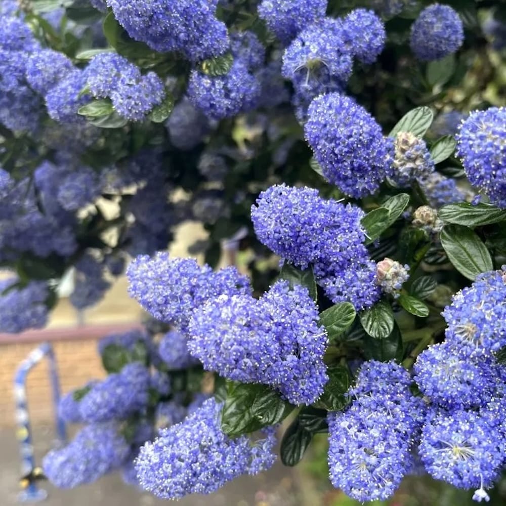 Ceanothus 'Victoria’ (Liliac Californian) – evergreen