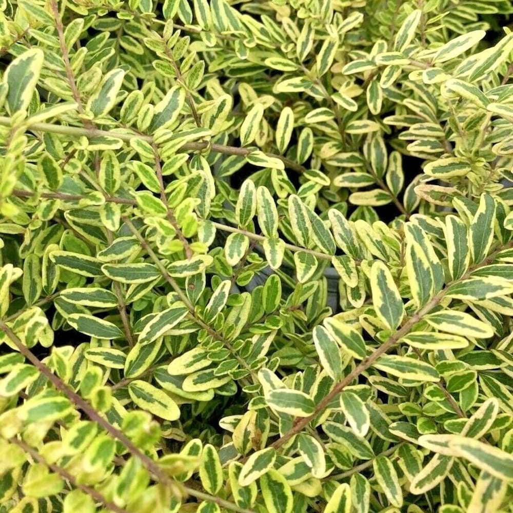 Lonicera nitida 'Lemon Beauty’