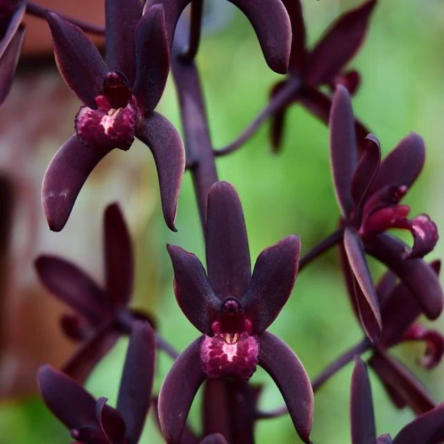 Orhidee Cymbidium Canaliculatum x self (red form) parfumat parfumat