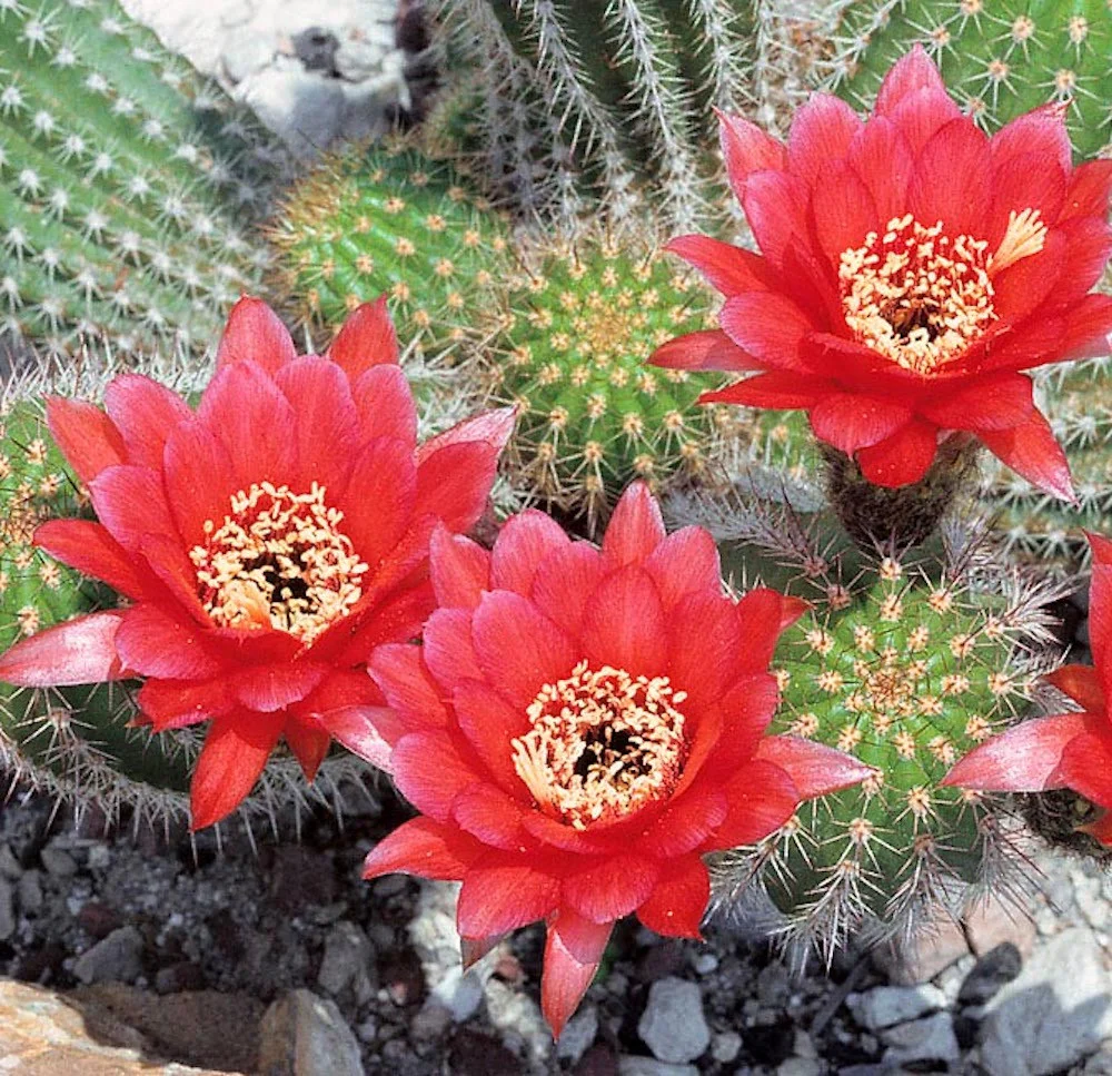 Trichocereus huascha