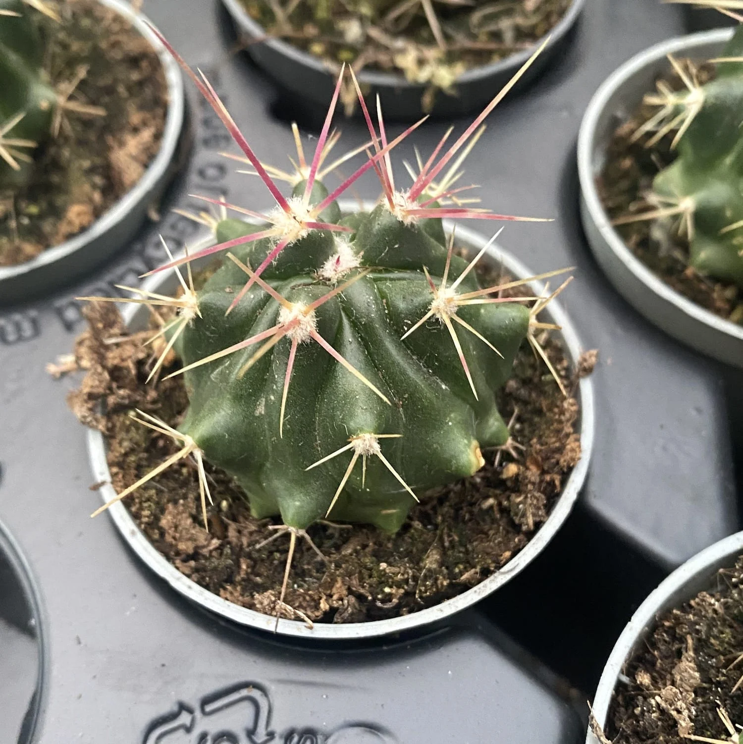 Cactus Ferocactus