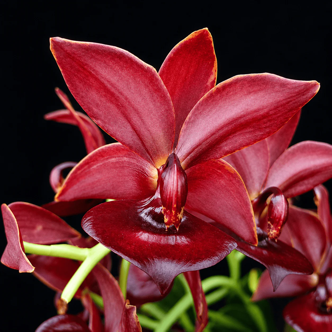 Cycnodes Taiwan Orange 'Ruby’ – flori puternic parfumate
