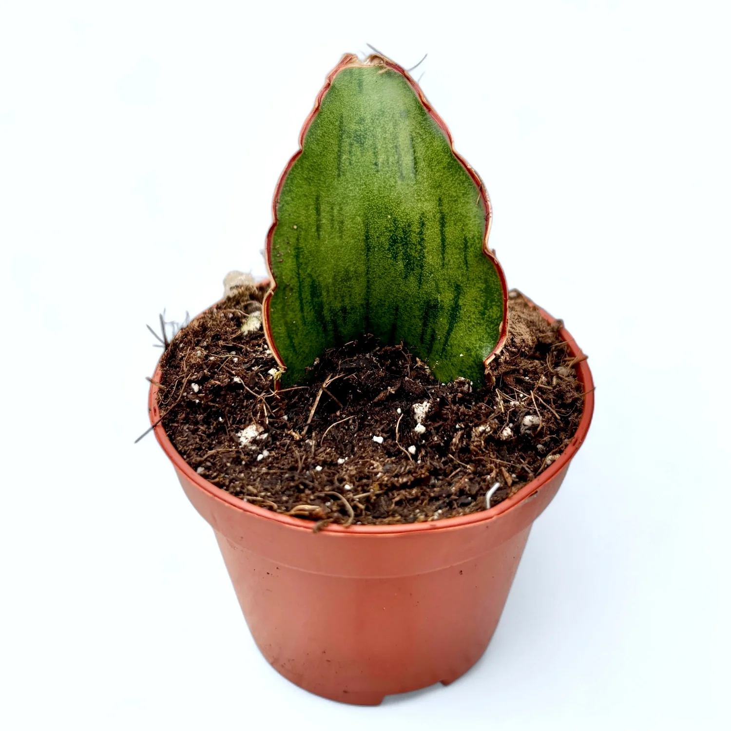 Sansevieria 'As Silk’