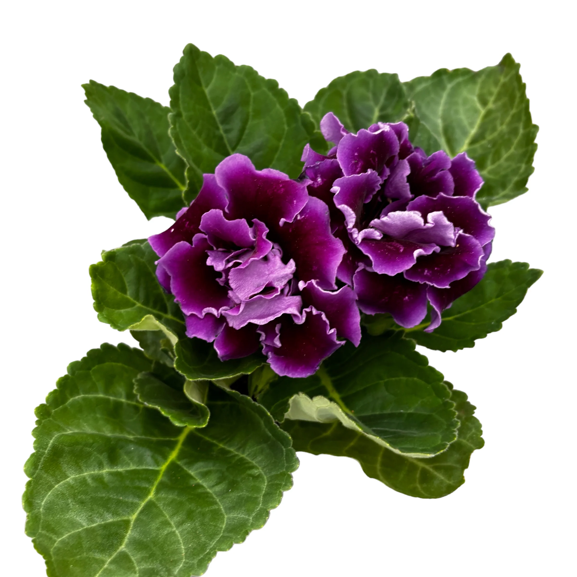 Sinningia Brocade Violet – Gloxinia Sonata cu floare dubla mov