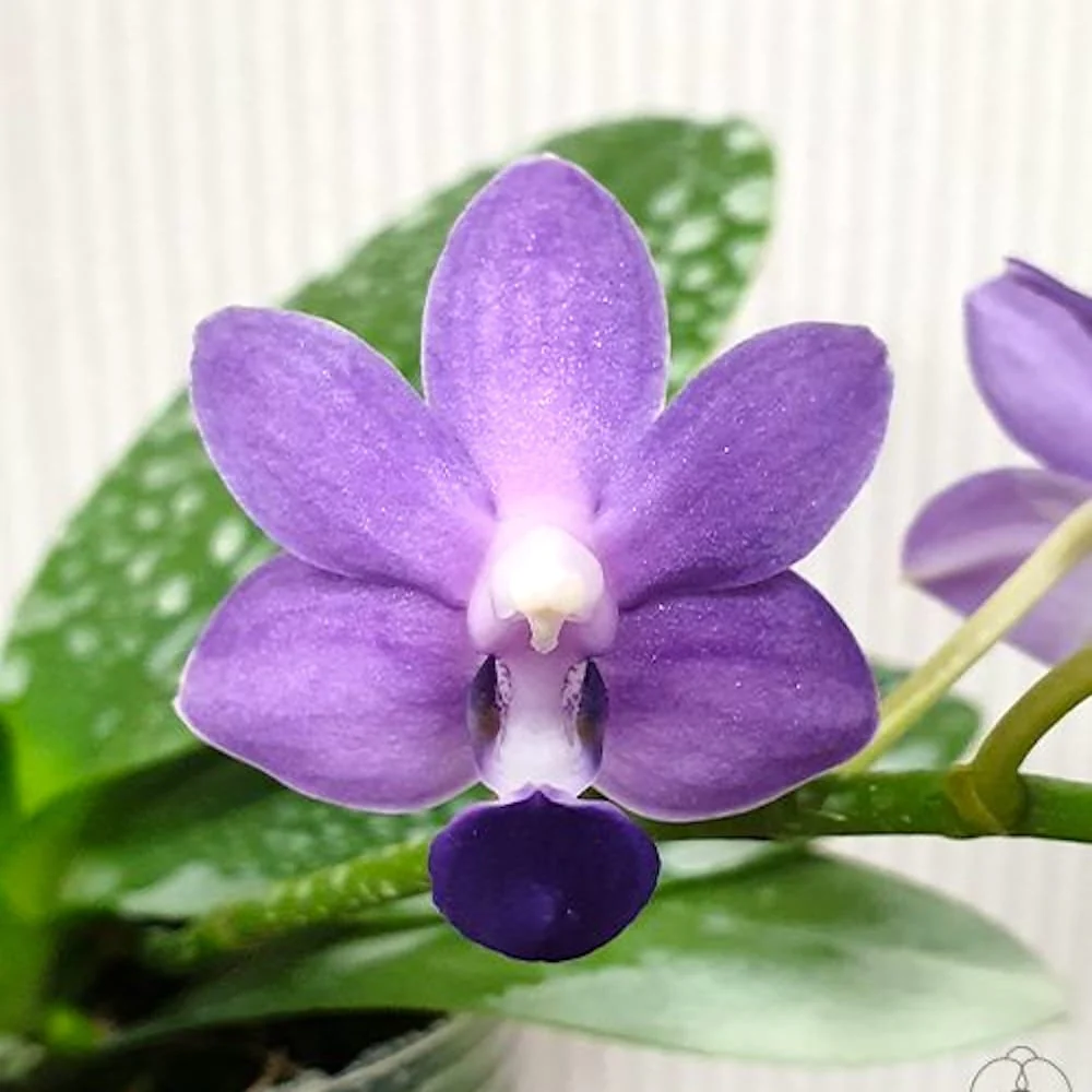 Phalaenopsis Purple Martin var. blue '3117′