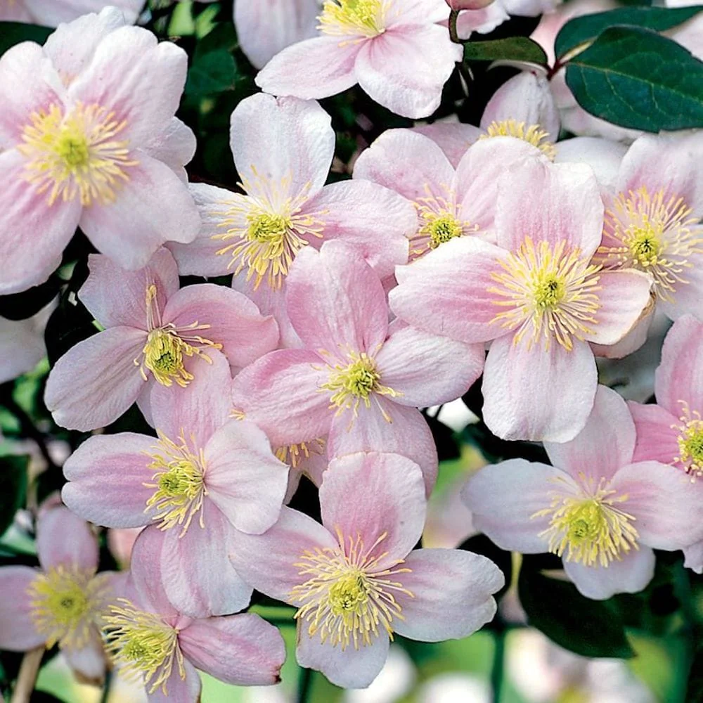 Clematite – Clematis montana 'Pink Perfection’ – flori puternic parfumate