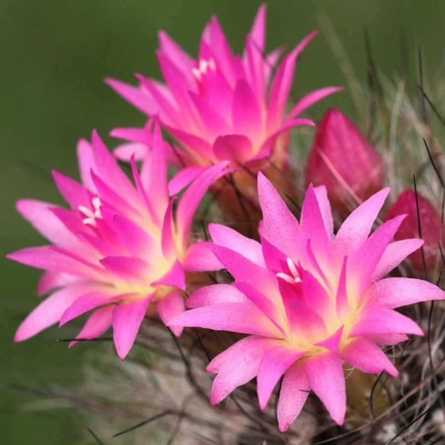 Neoporteria nidus f. senilis