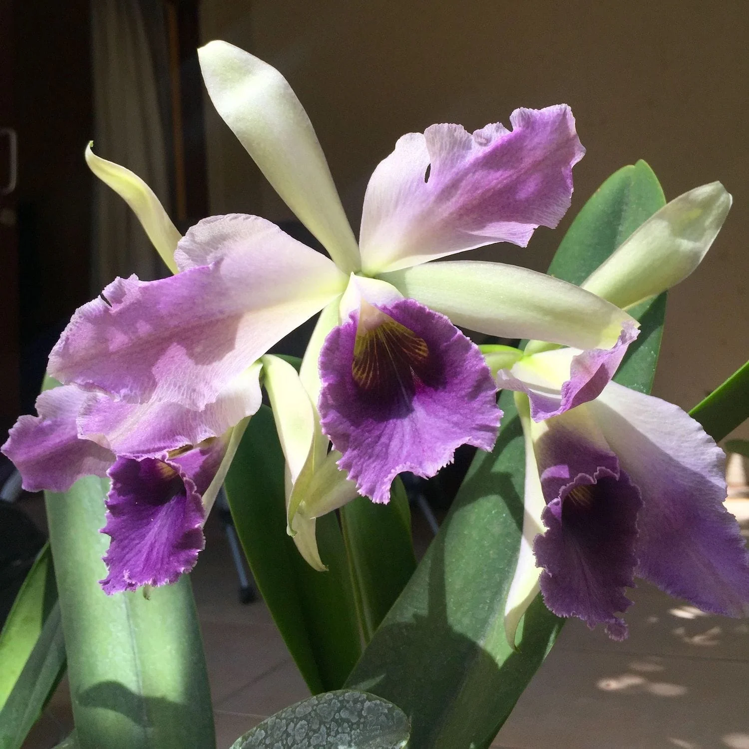 Cattleya C. G. Roebling 'Blue Indigo’ parfumata