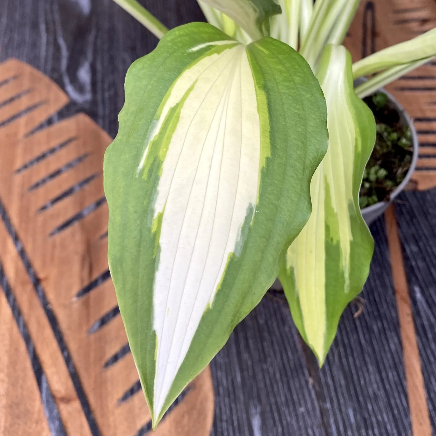 Hosta 'Night Before Christmas’ (Plantain Lily) – crin de toamna
