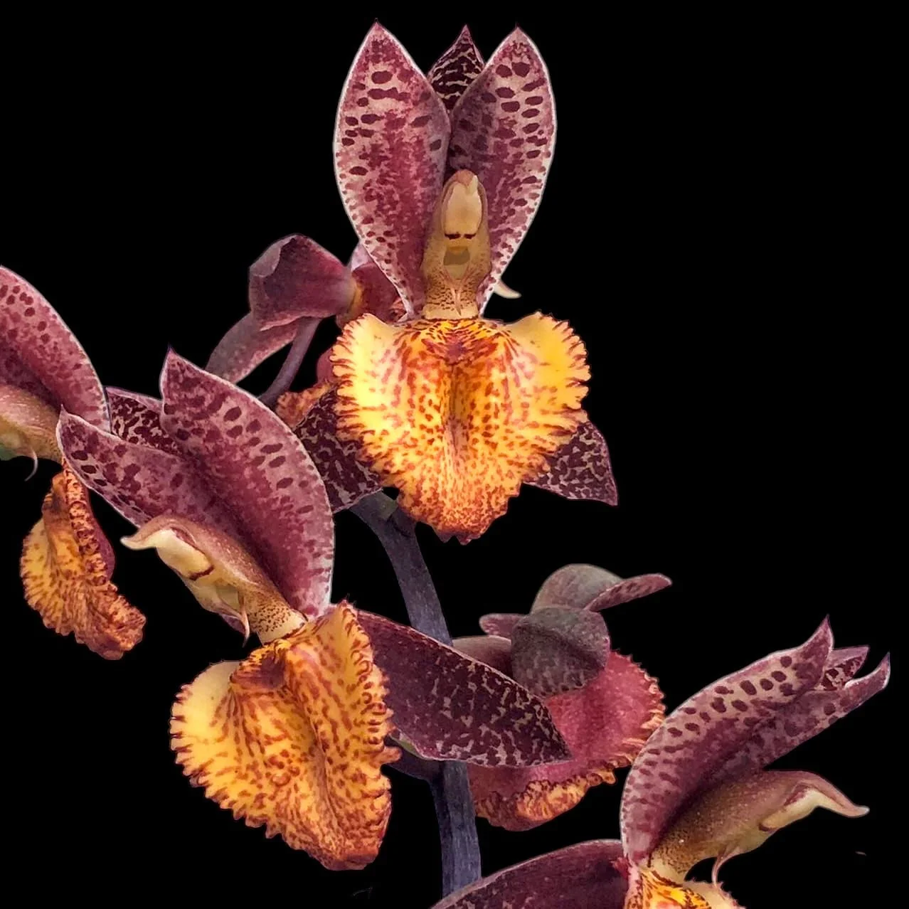 Catasetum Ryan Harrington (tenebrosum × denticulatum) parfumat