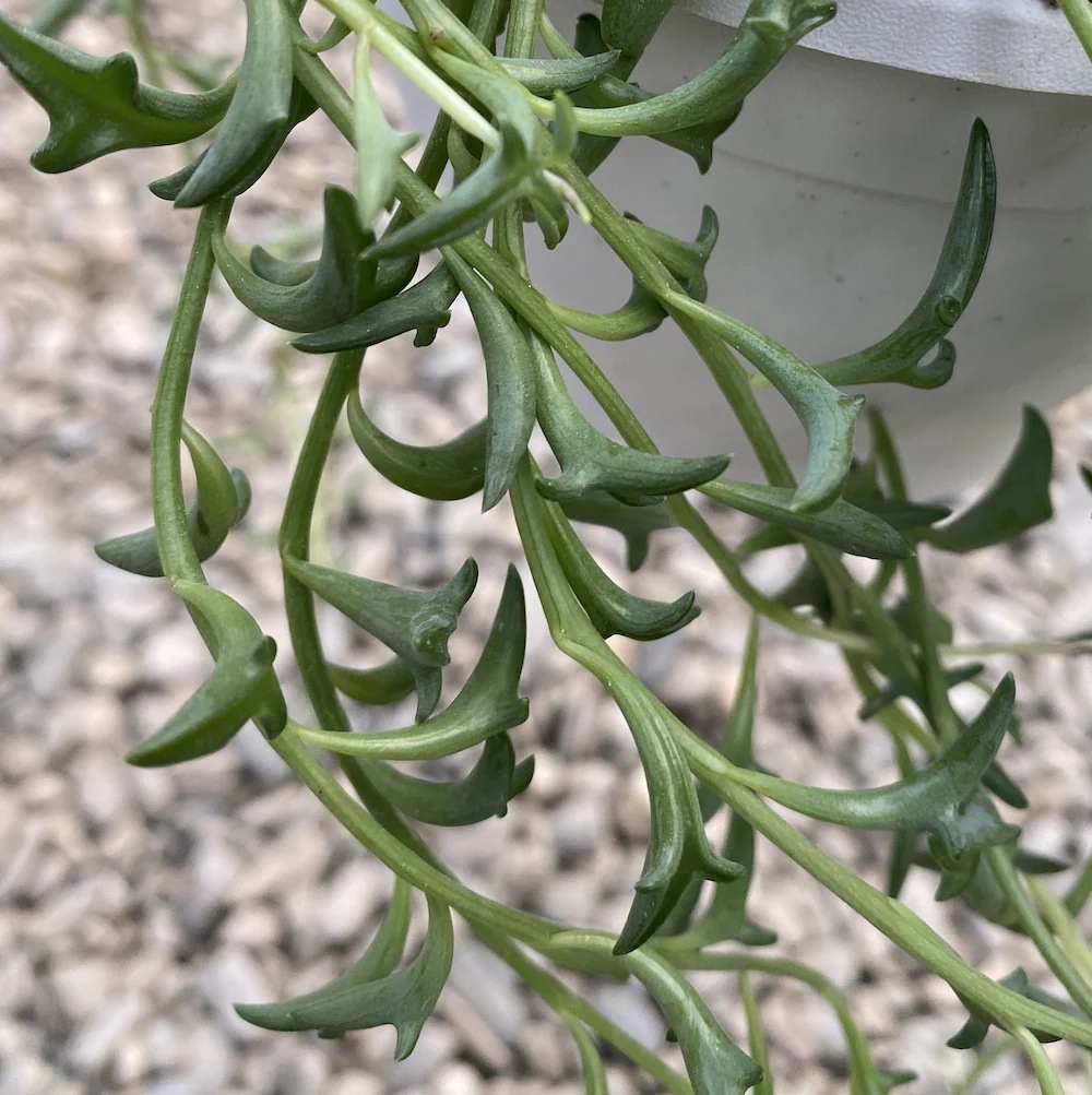 Senecio Peregrinus – String of Dolphin