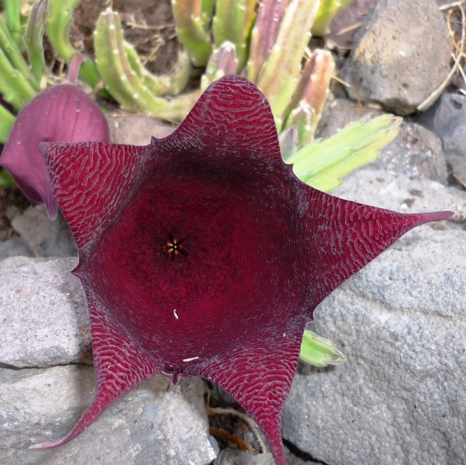 Stapelia leendertziae – suculenta ciudata, fascinanta si unica