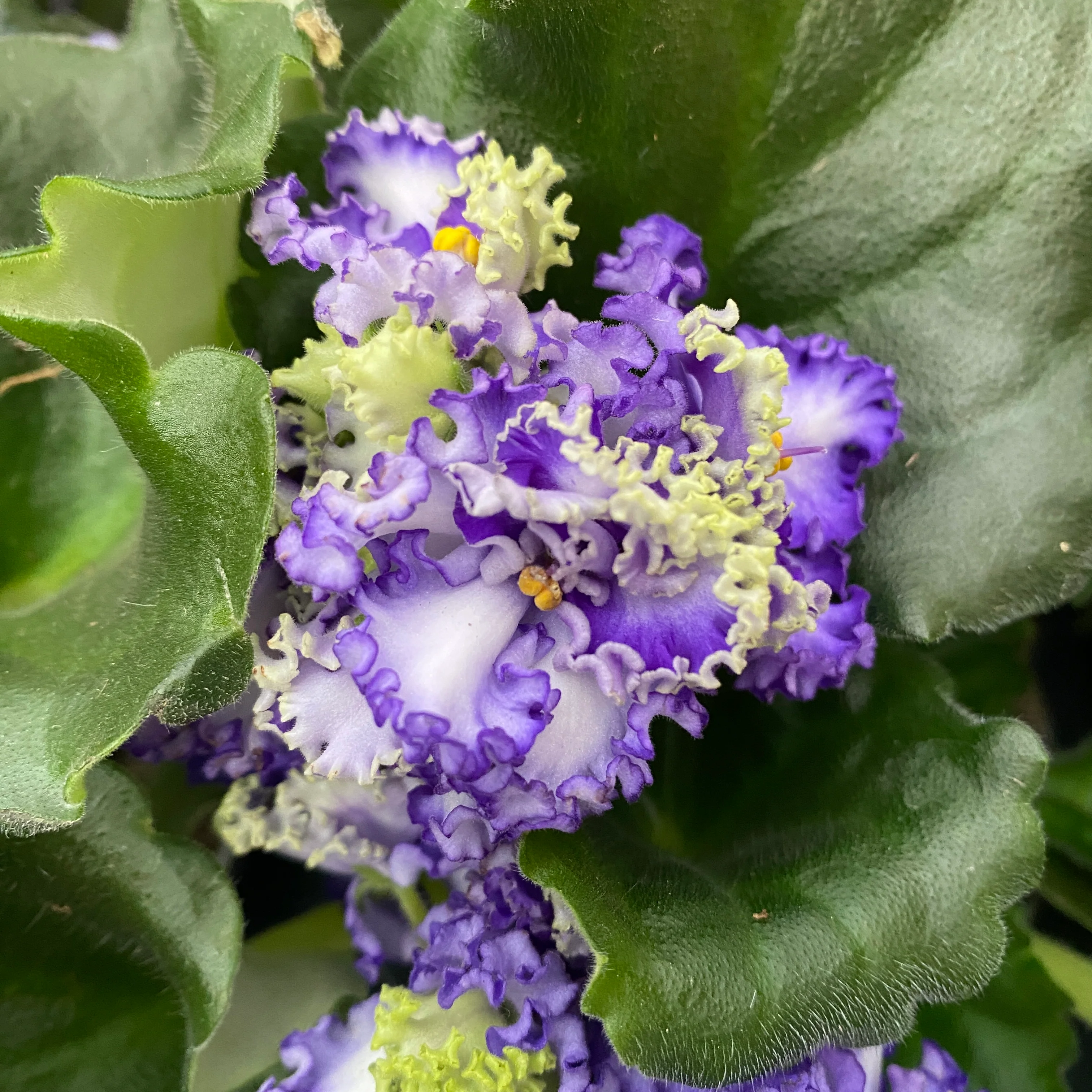 Violete de Parma crete – Saintpaulia 'Curlies Ocean Fi’