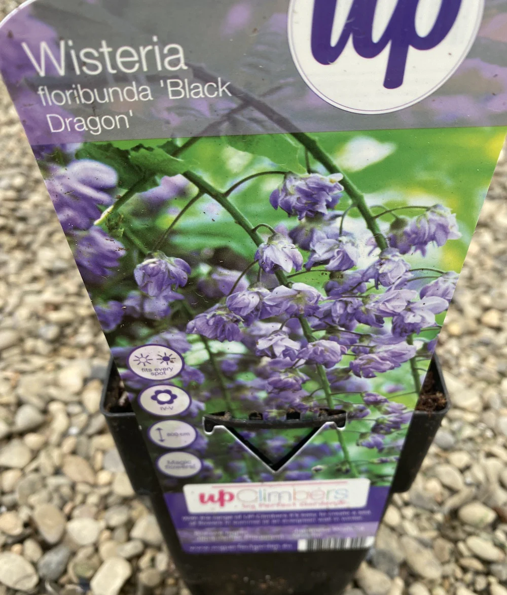 Glicina – Wisteria floribunda Black Dragon (flori parfumate)