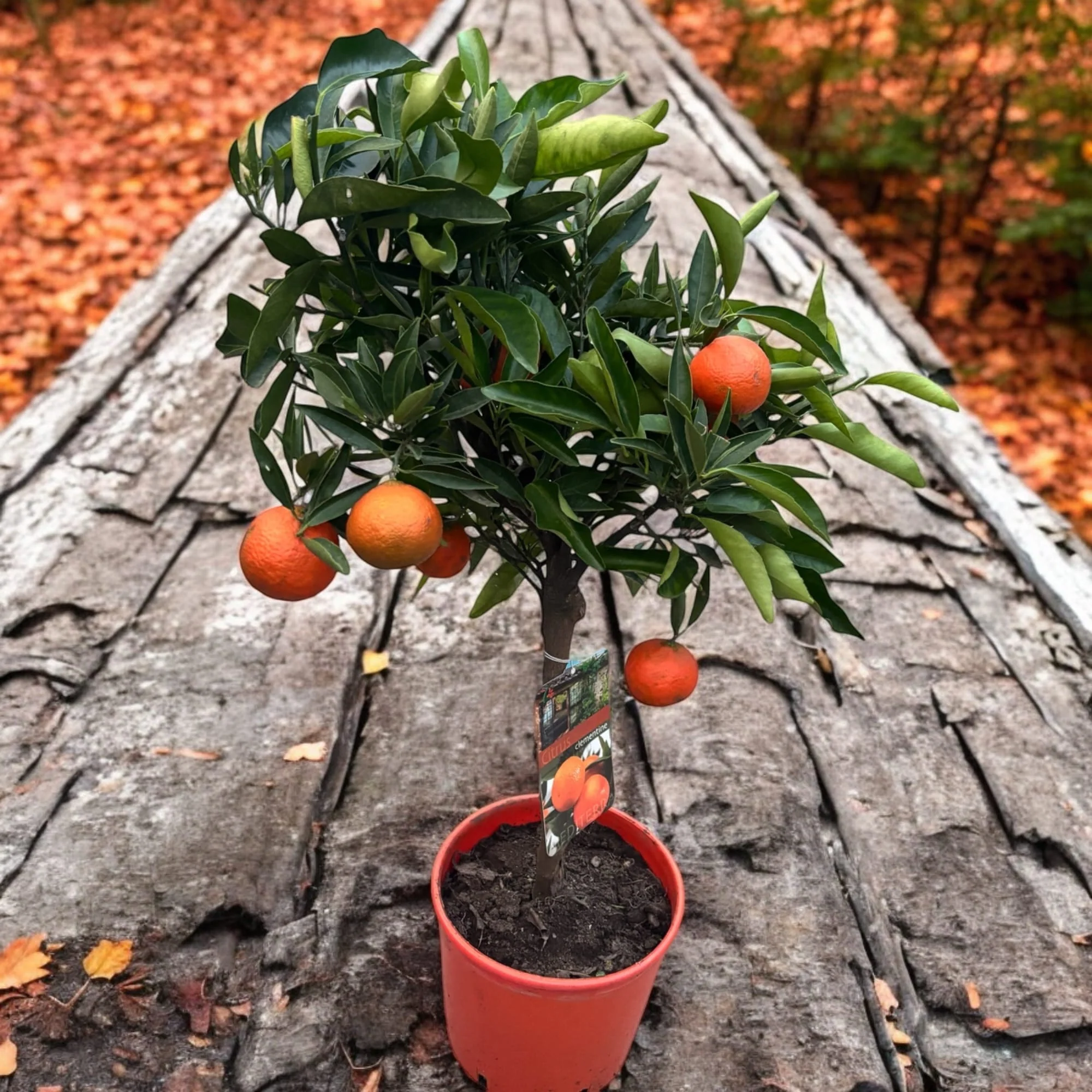 Citrus reticulata 'Clementine’ – Clementin in ghiveci H70