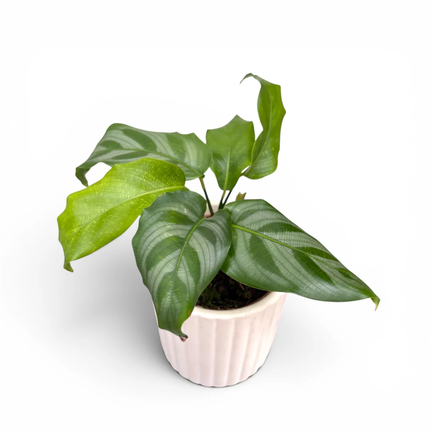 Calathea Freddie – babyplant