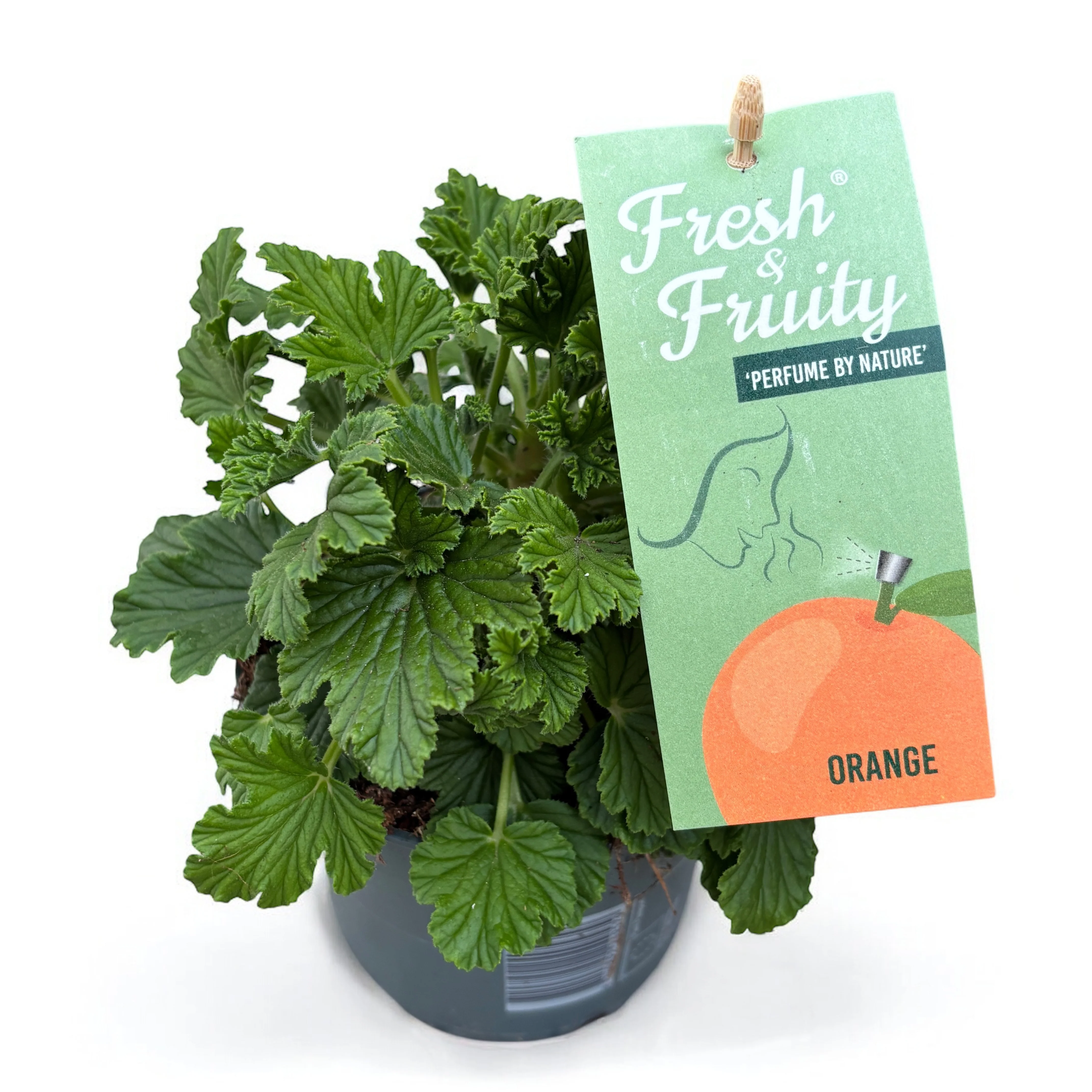 Muscate parfumate – Scented Geranium Orange (parfum citrice)