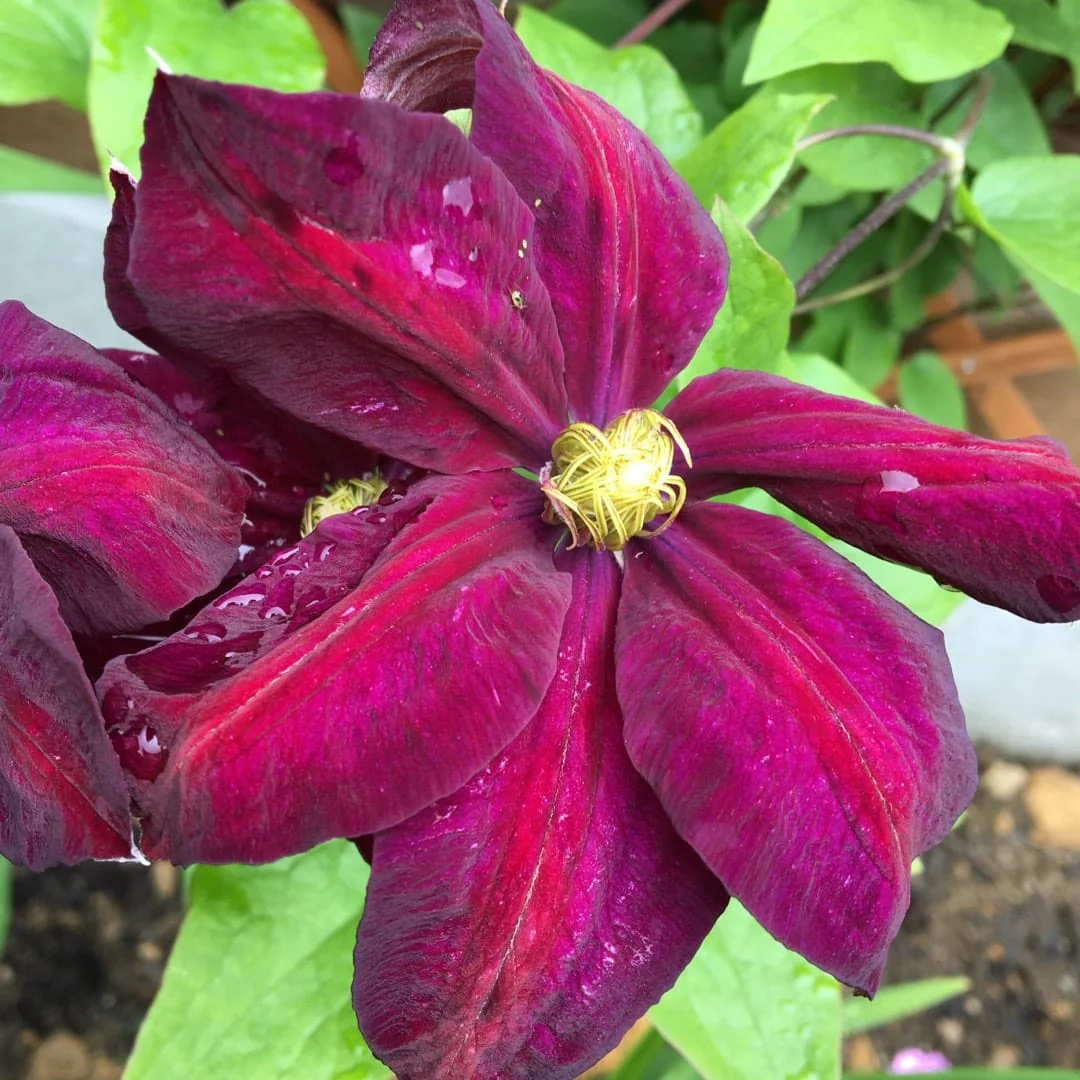 Clematis 'Voluceau’ – Clematita cu flori mari