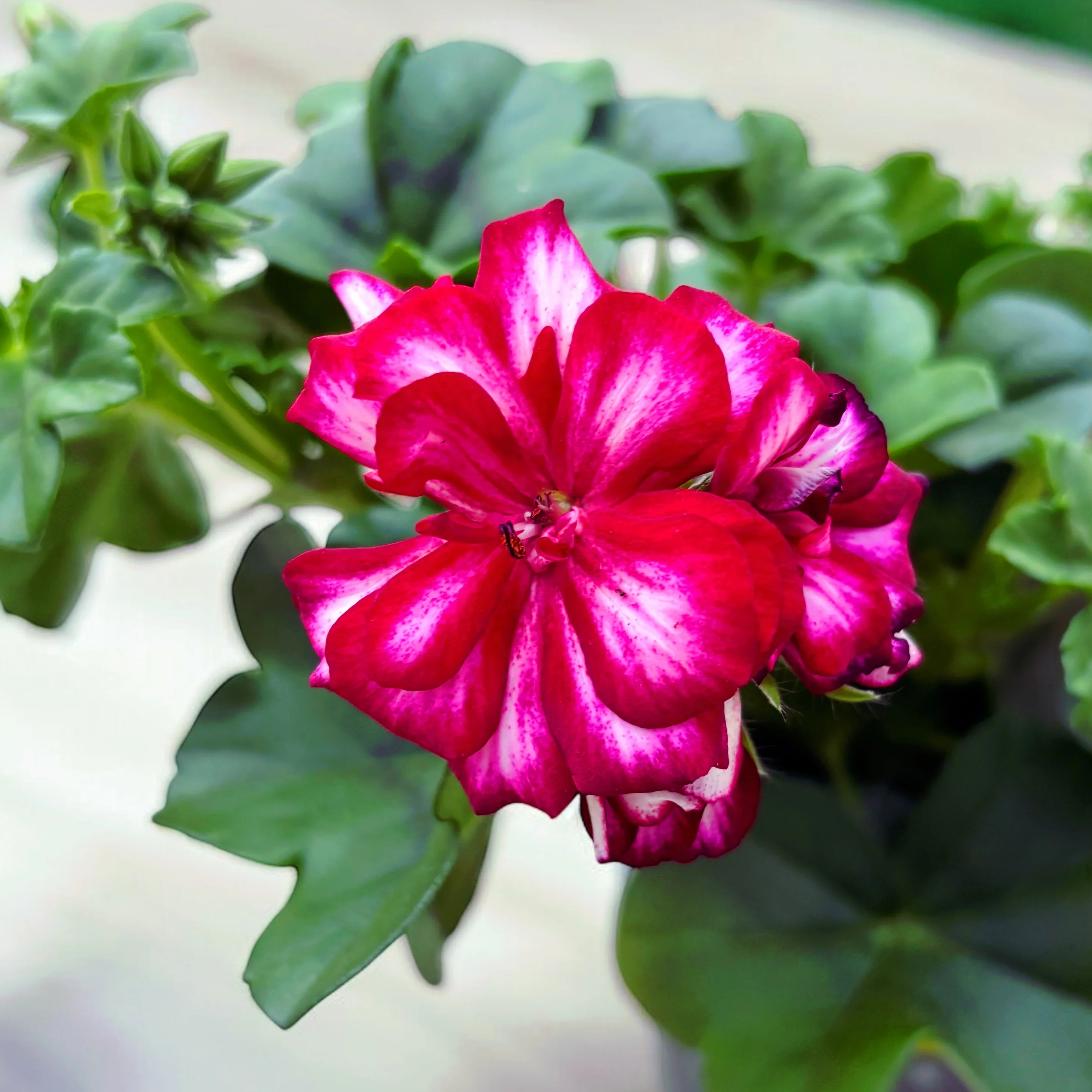 Pelargonium peltatum ‘Longlife Double Rouletta’ – muscata cu flori duble roz cu alb, inflorire indelungata si rezistenta