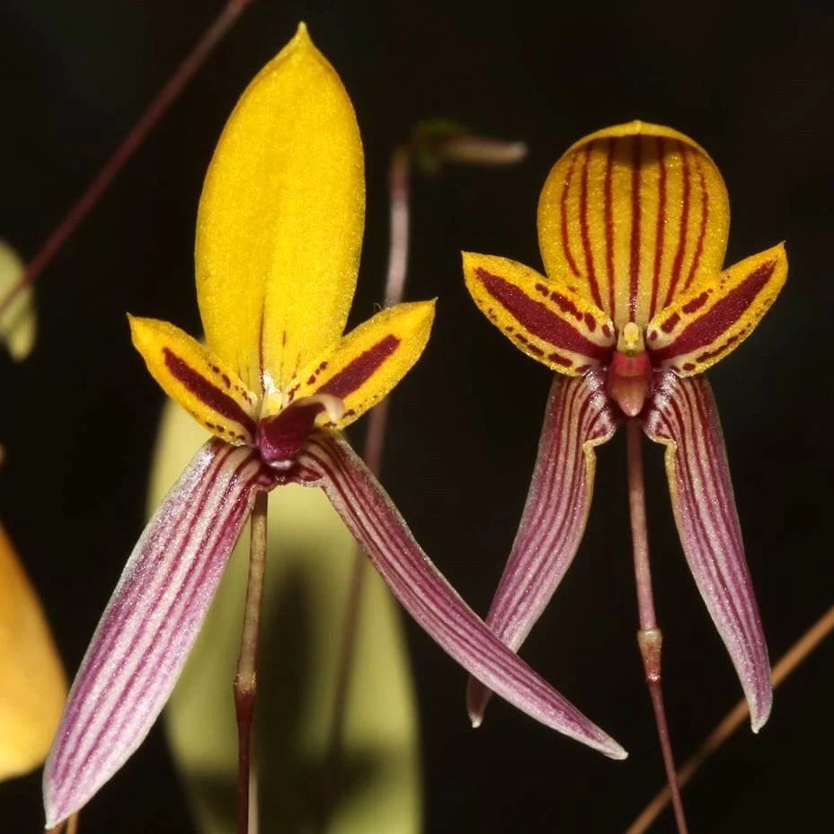 Bulbophyllum bolsteri (miniatura)