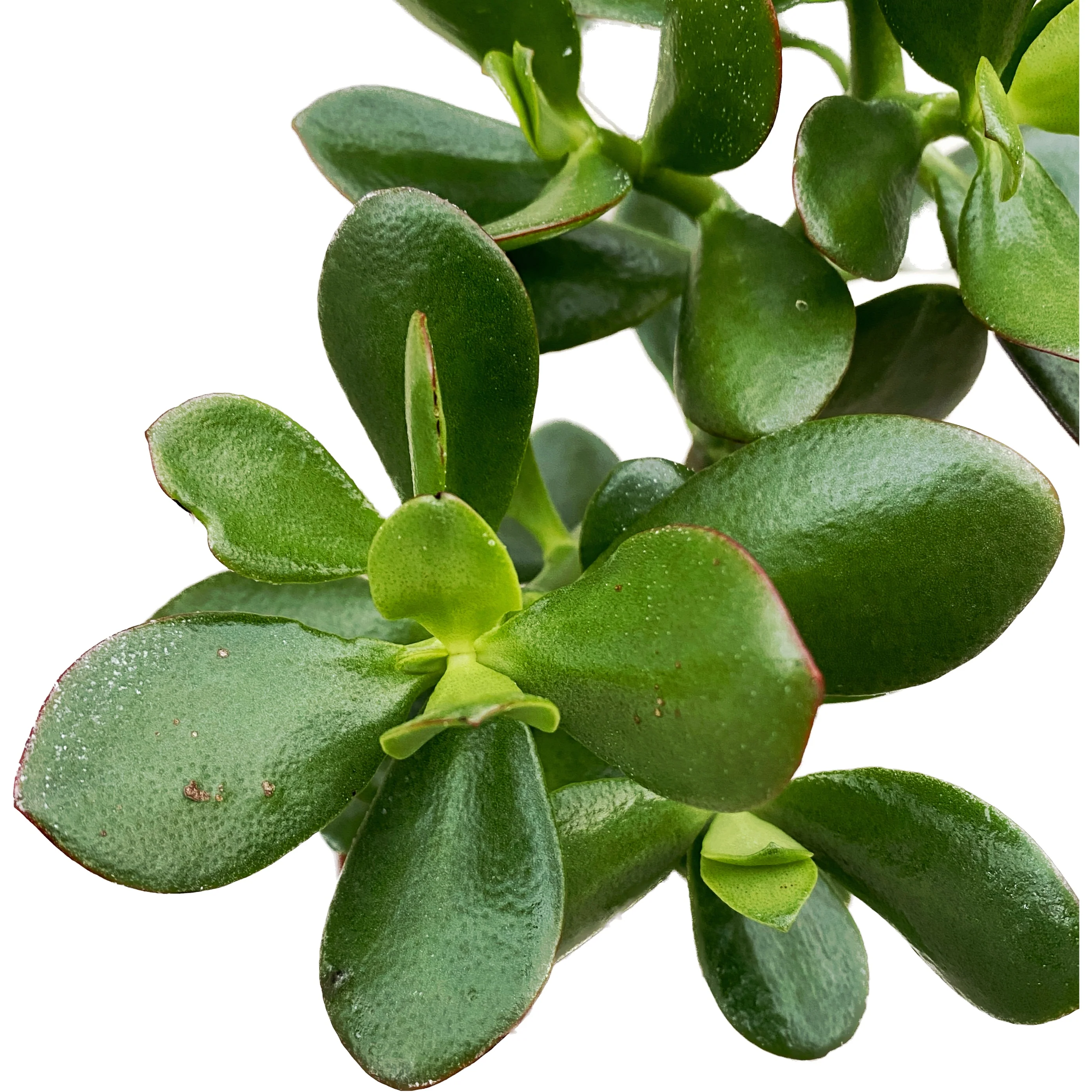 Crassula ovata 'Sunset’ (copacul cu bani)