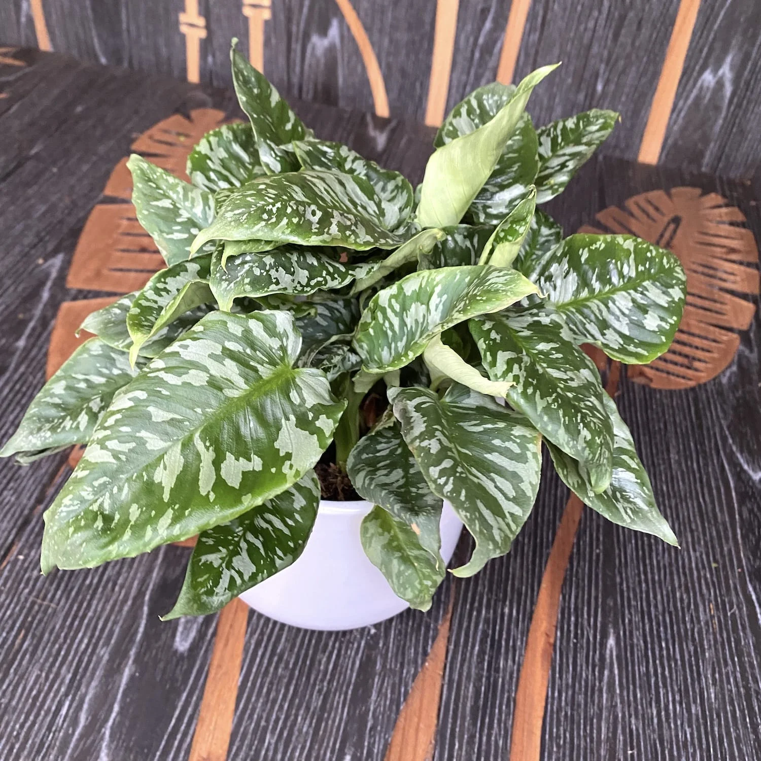 Schismatoglottis sp. Thailand (minim 4-5 plante/ghiveci)