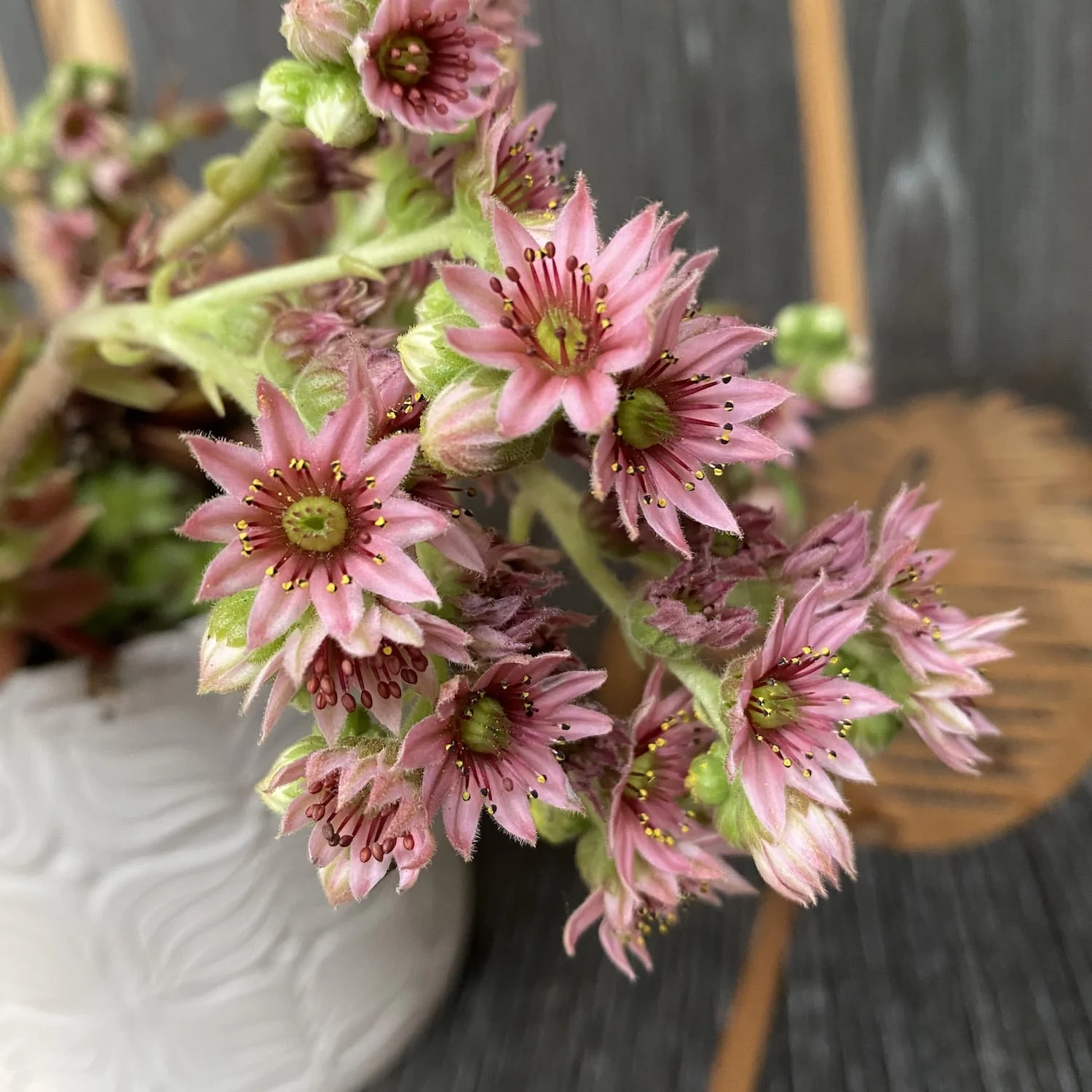 Sempervivum ‘Chick Charma’ – planta urechelnita