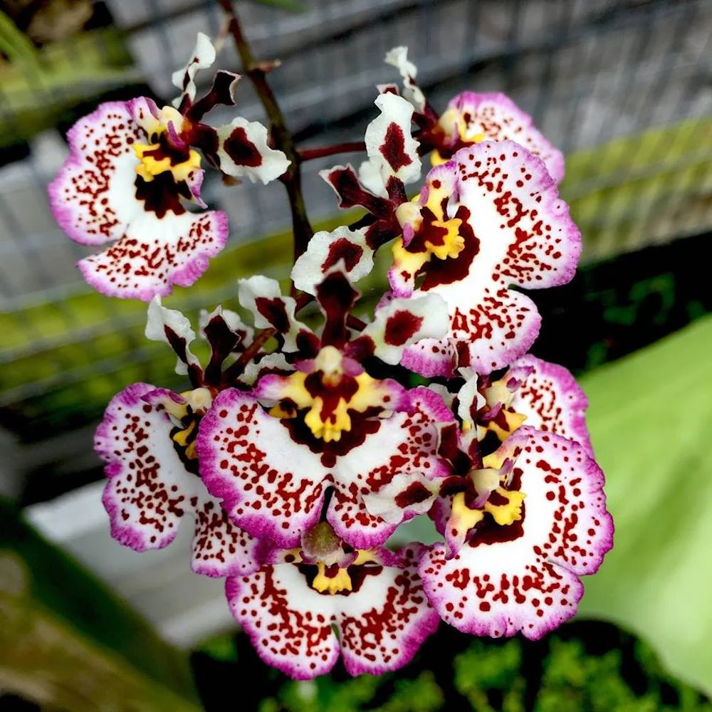 Orhidee Tolumnia Jairak Firm „Brown Brush”