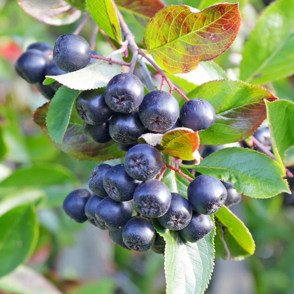 Aronia melanocarpa 'Galicjanka’