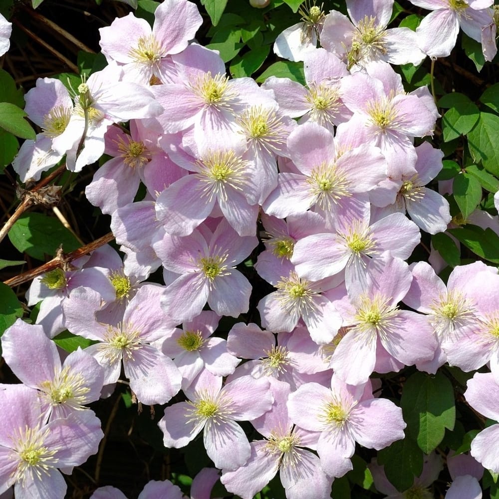 Clematite – Clematis montana 'Fragrant Spring’ (parfum de vanilie)