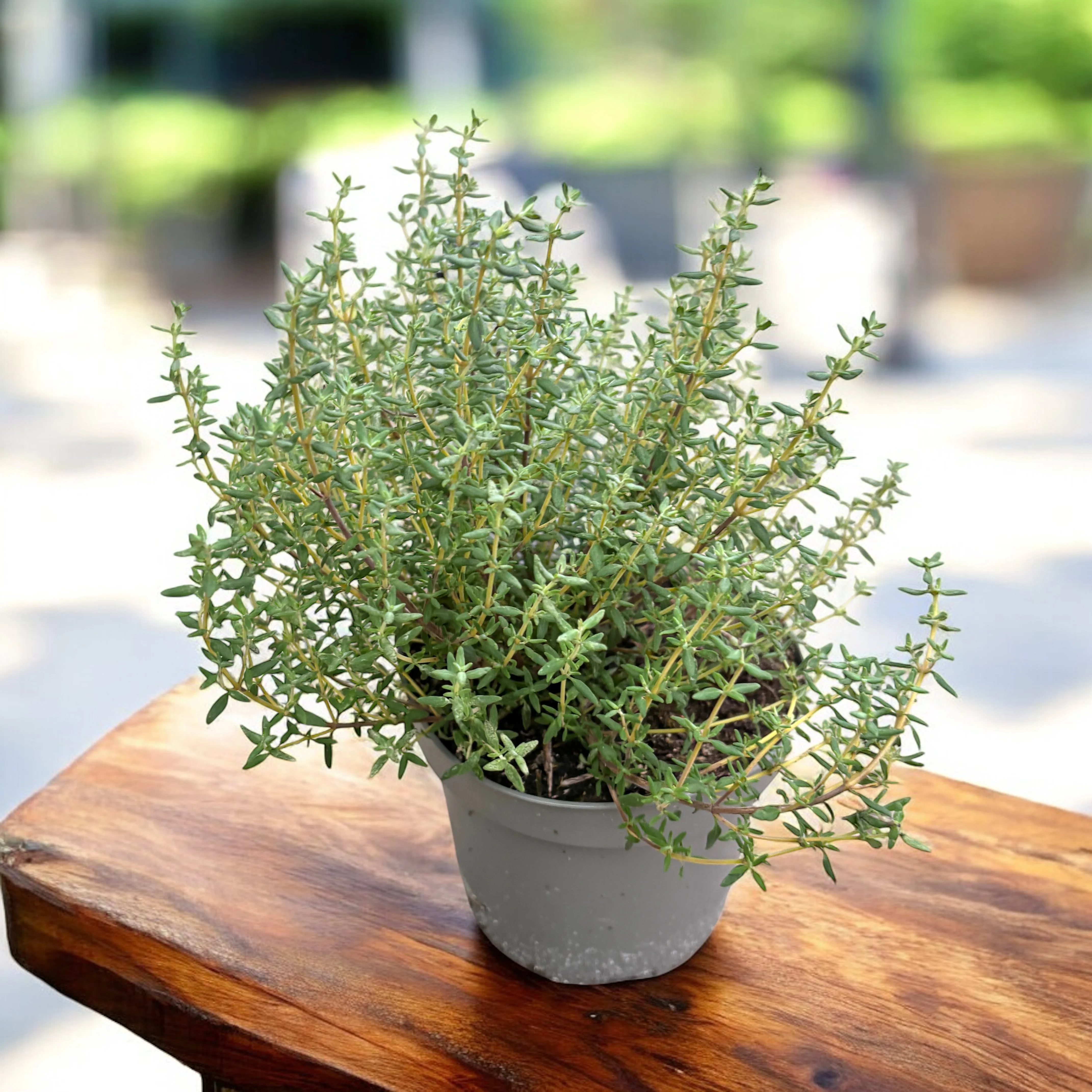 Thymus vulgaris ‘Faustini – cimbru de gradina aromat (cultura biologica)