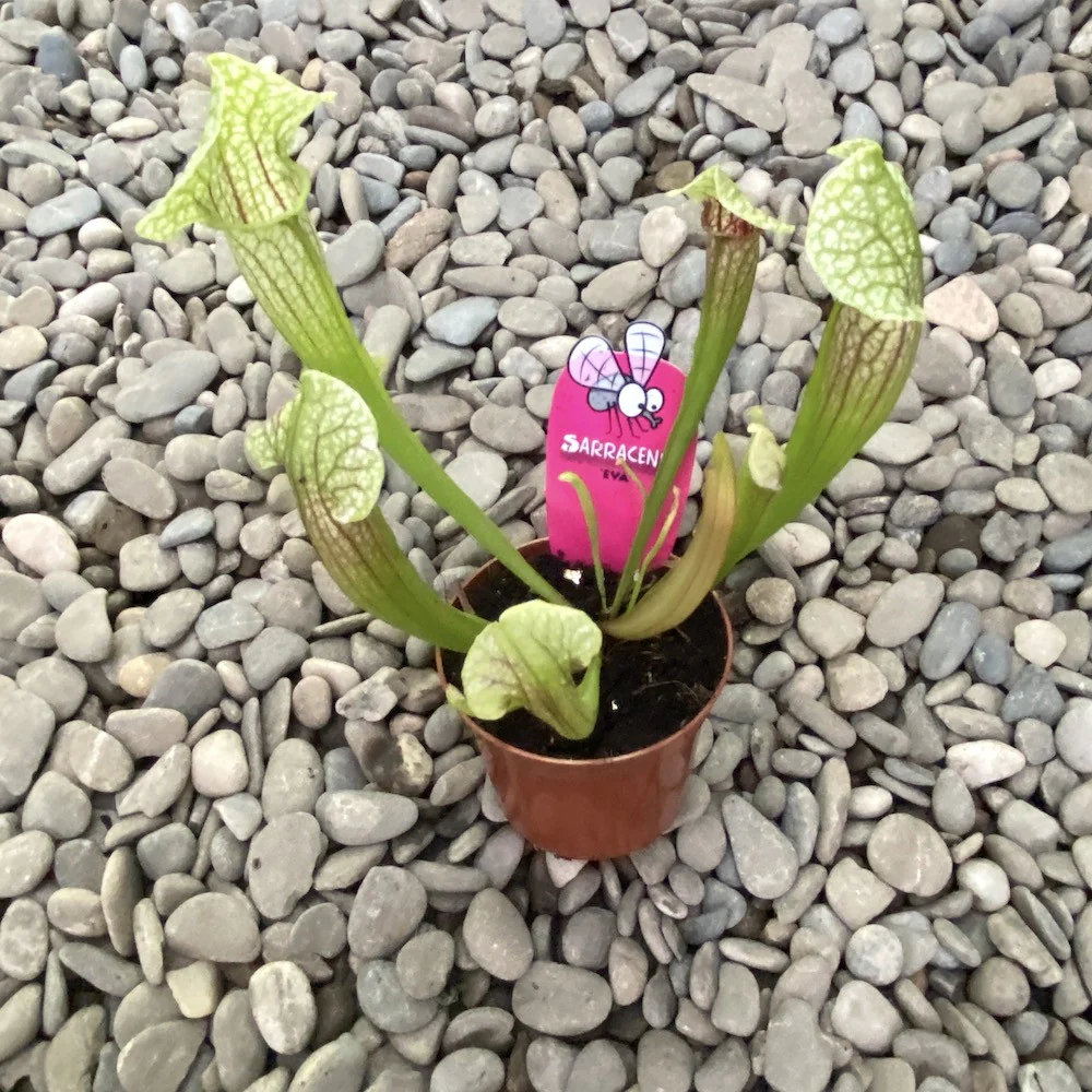 Sarracenia Eva – Planta Ulcior