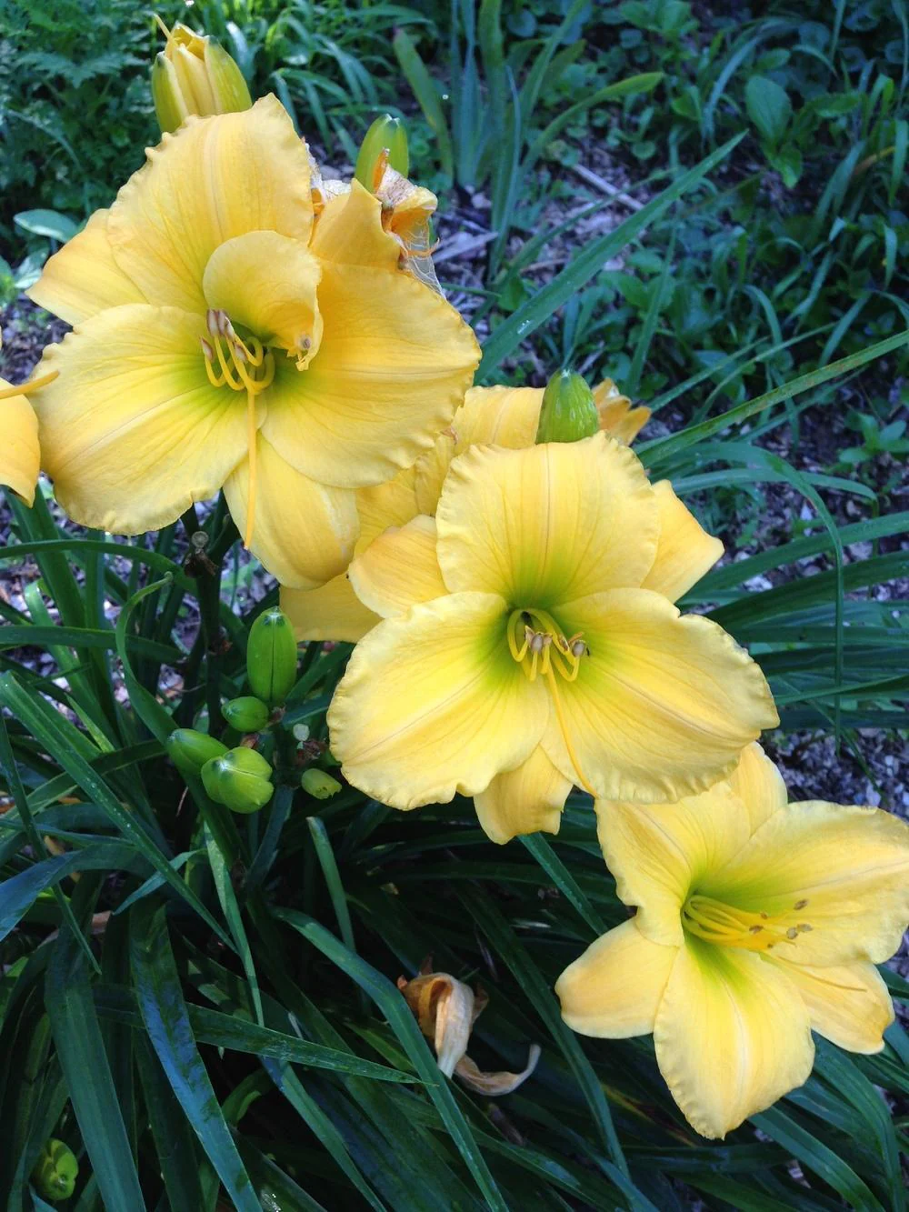Hemerocallis ‘Forty Carats’ (crin de o zi) – galben intens, inflorire spectaculoasa