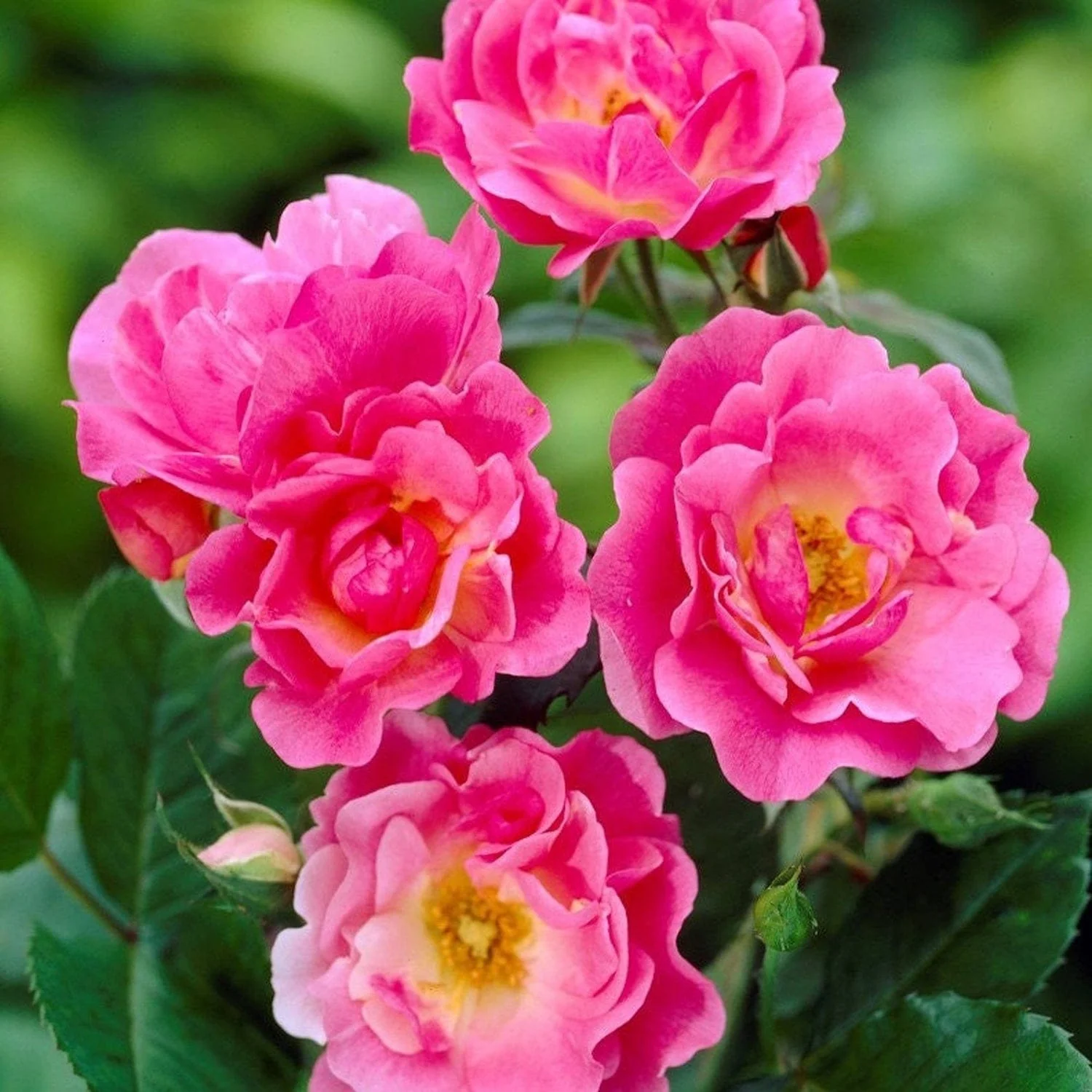 Rosa ‘Ville de Roeulx’® – Trandafir floribunda, infloriri abundente