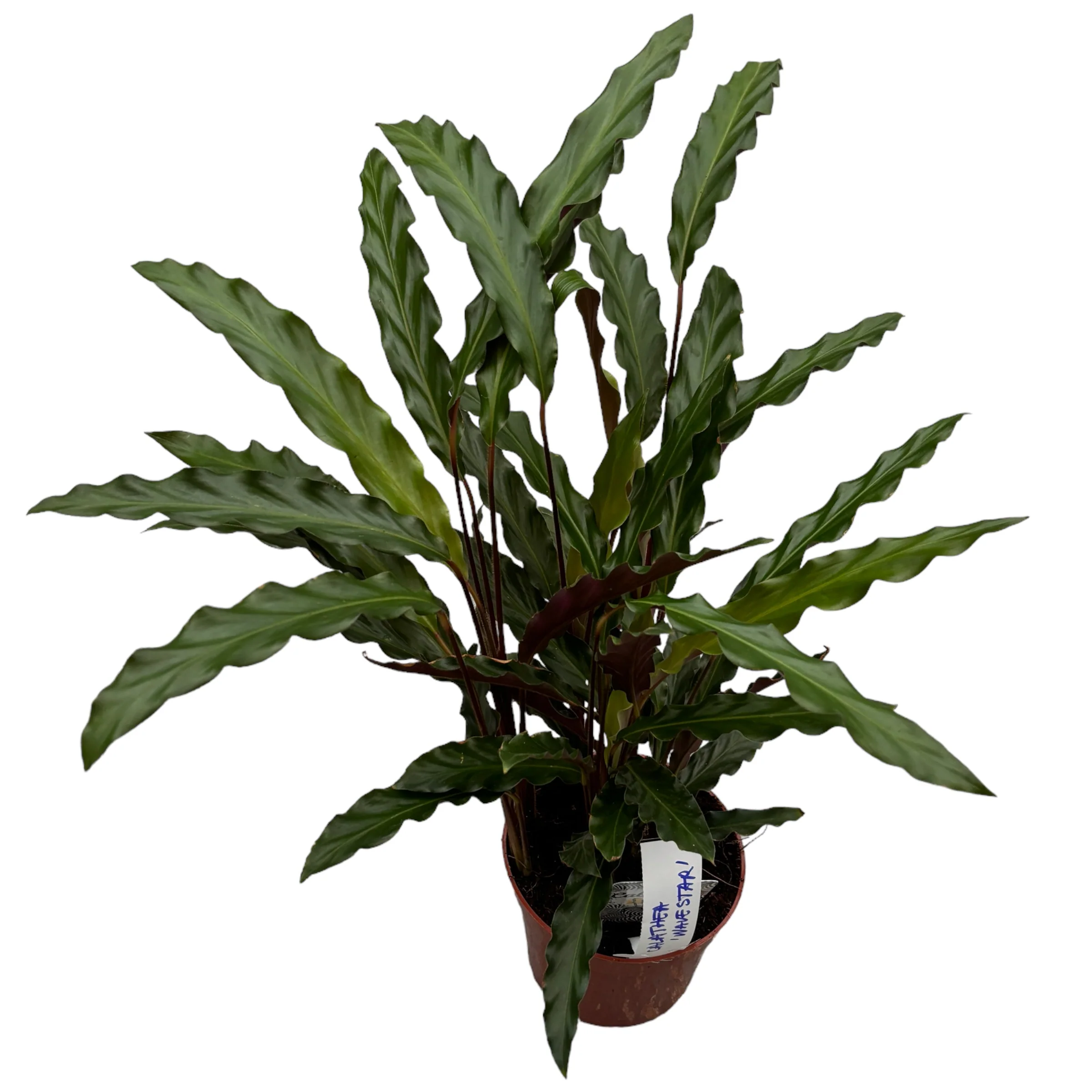 Calathea rufibarba 'Wavestar’