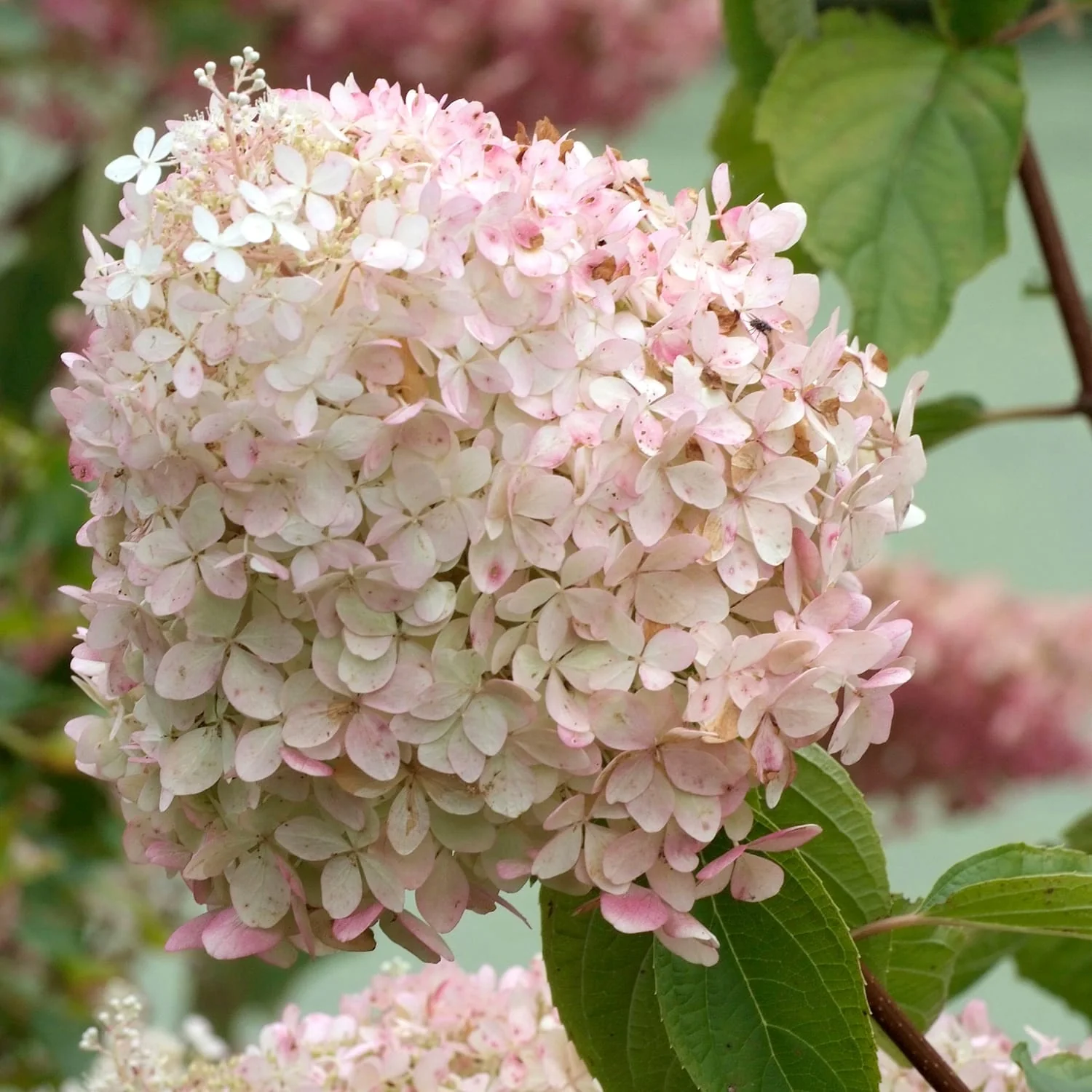 Hortensie arbustiva – Hydrangea paniculata 'Phantom’