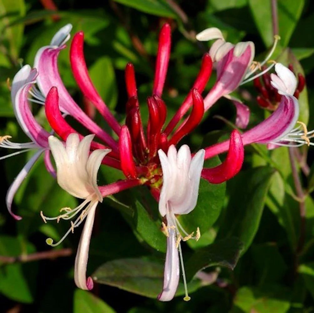 Lonicera japonica 'Red World’ – caprifoi japonez cu flori rosu-violet si frunzis persistent (evergreen)