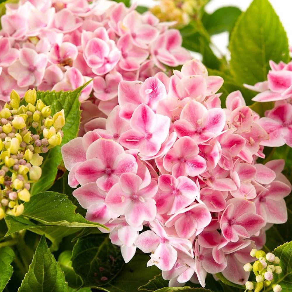 Hydrangea macrophylla 'Camilla’