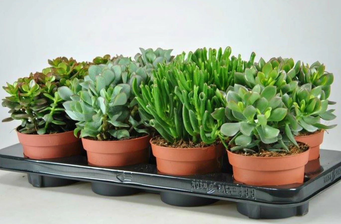 Crassula ovata mix – arborele de jad, pomul vietii