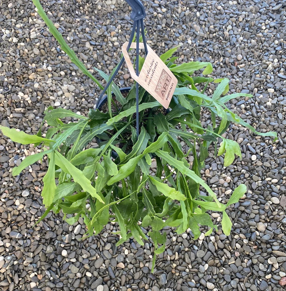 Rhipsalis platayclada XXL