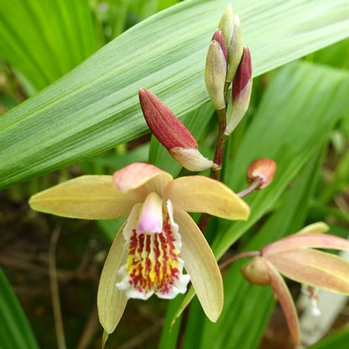 Bletilla Penway Sunset – Orhidee de gradina