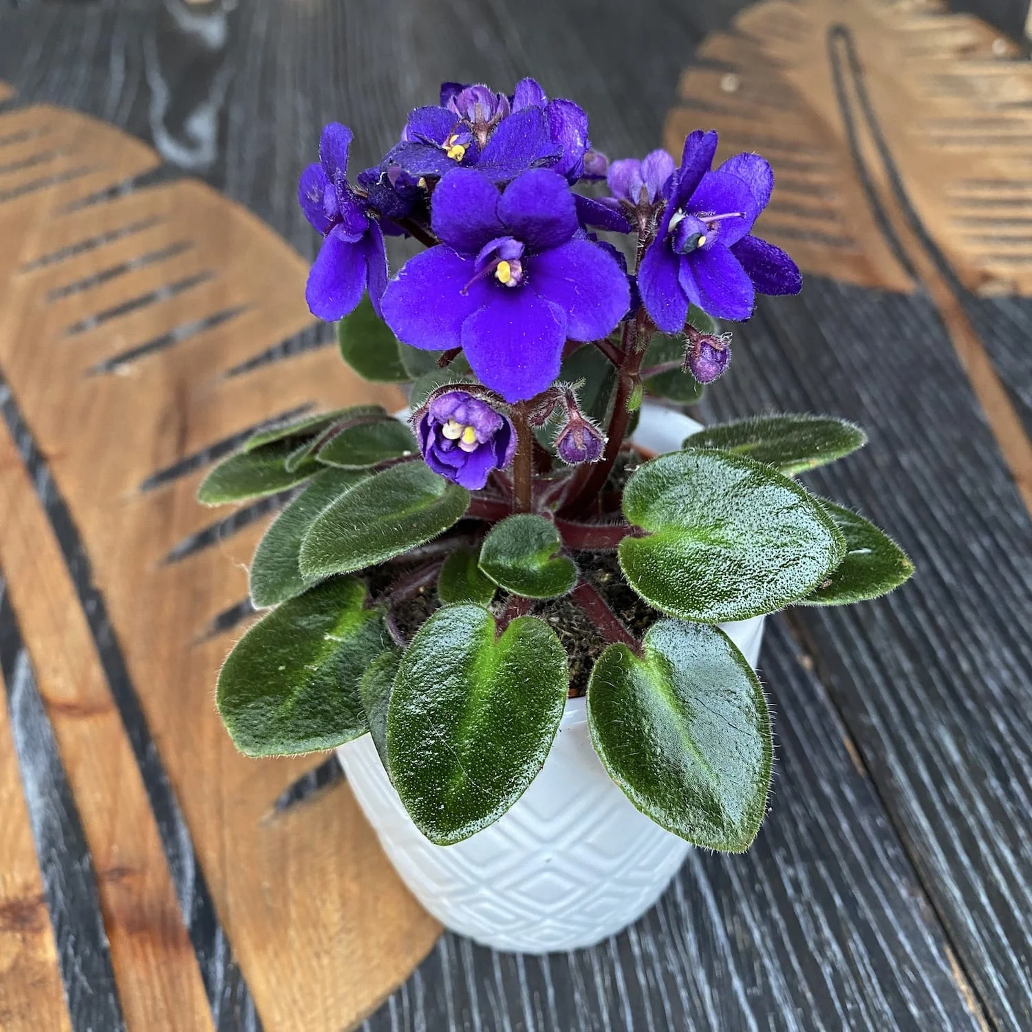 Violete albastre – Saintpaulia Jenny Blue (mini)