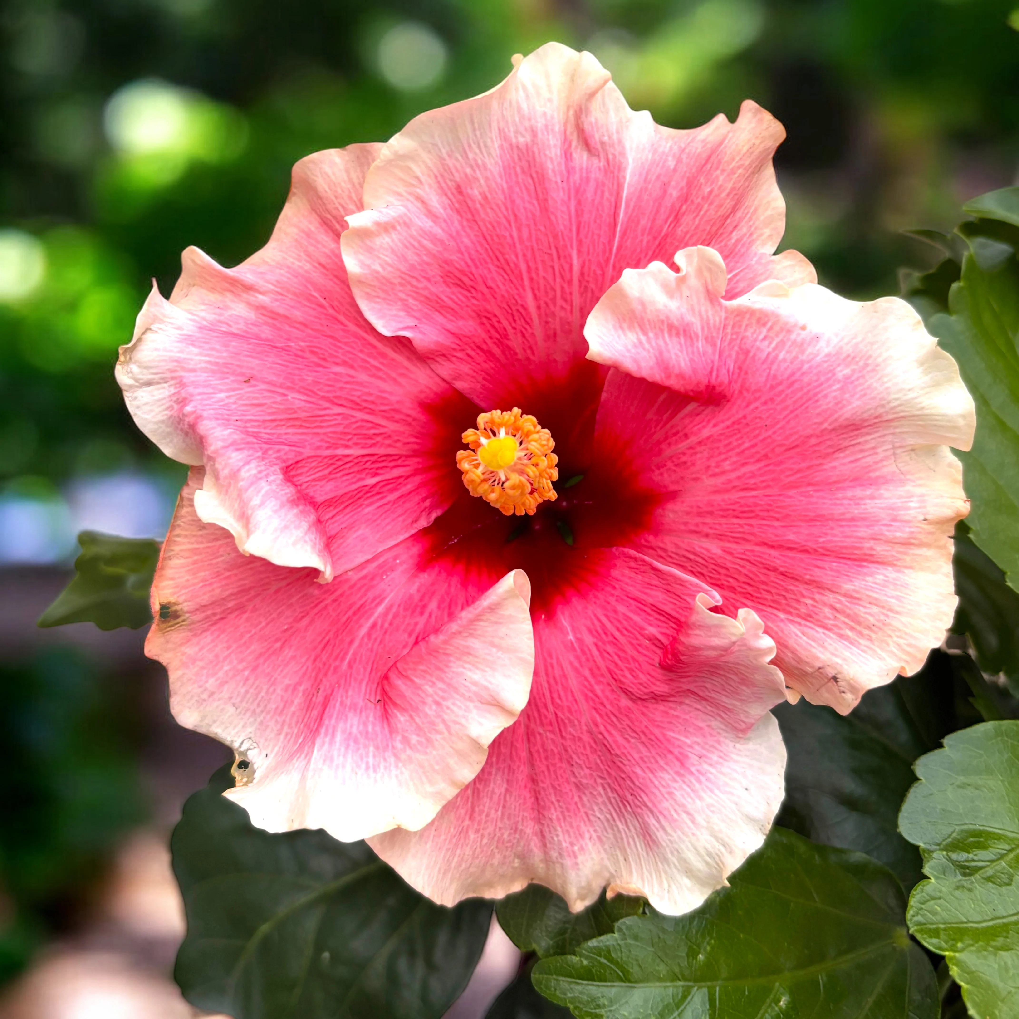 Hibiscus ‘Grace’ – varietate tropicala cu inflorire spectaculoasa