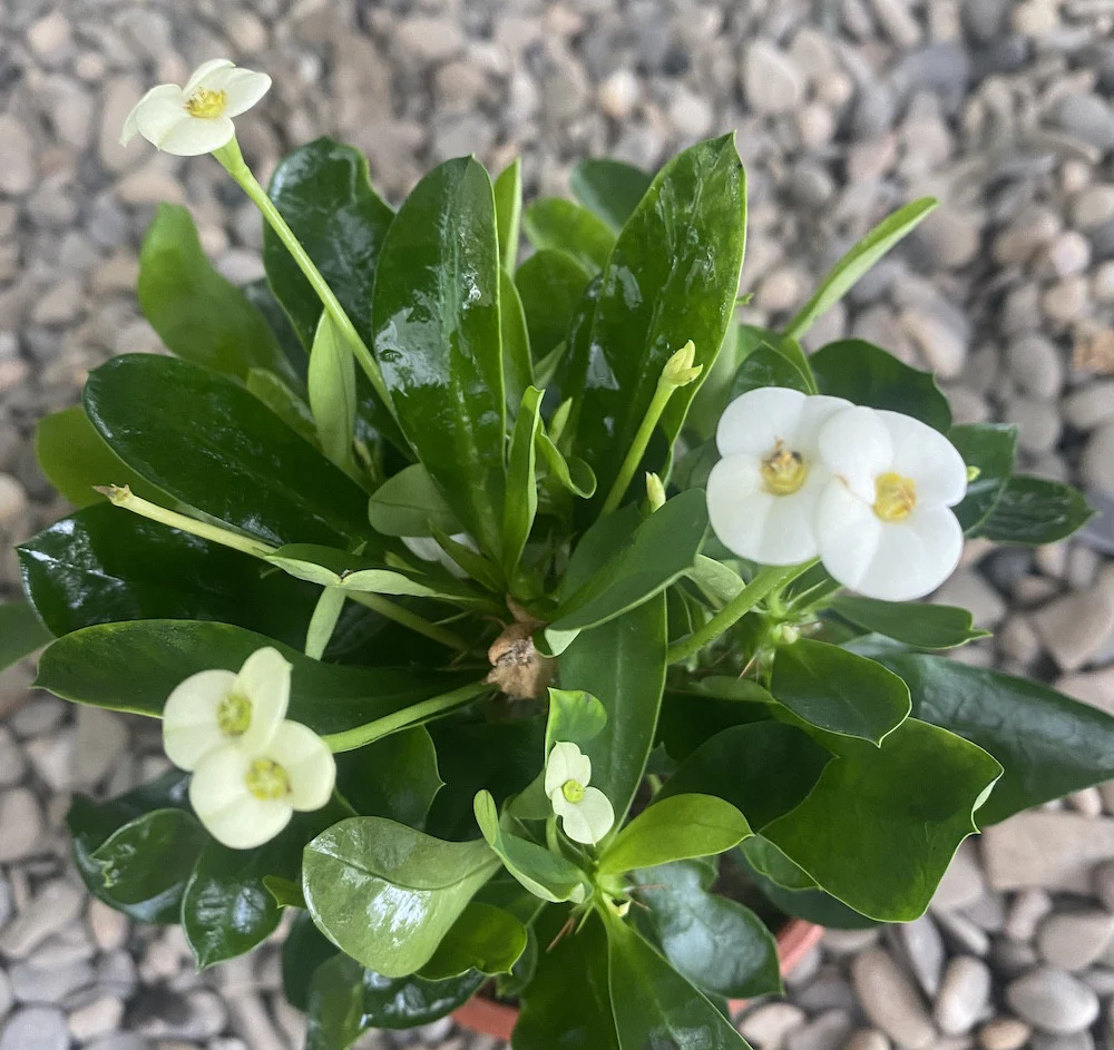 Euphorbia Milii alba – Coroana lui Isus