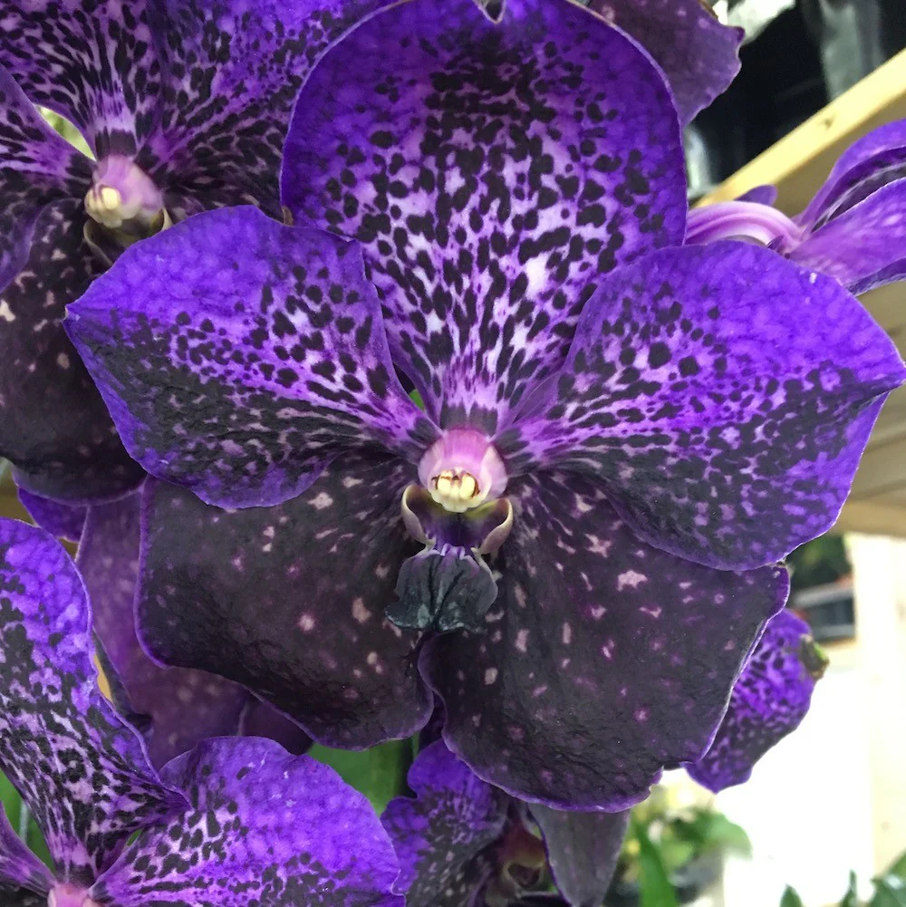 Vanda Nitaya Byzantium (Ansu)