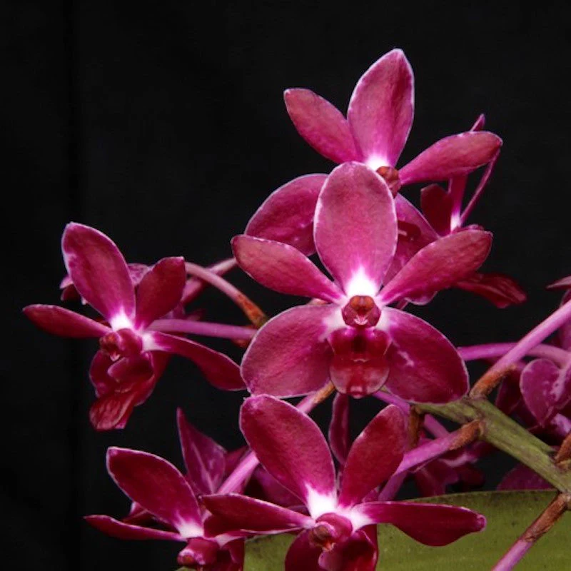 Van. Pinky 'Red’ (V. falcata × Rhy. gigantea) – (exemplarul din poza cu 5 keiki)