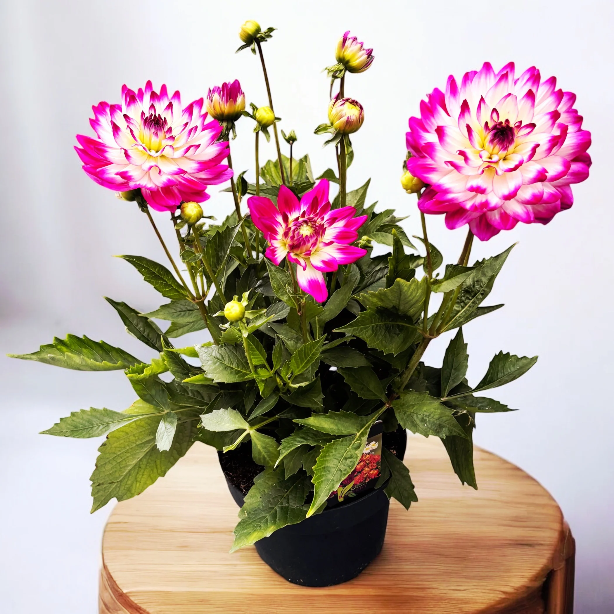 Dahlia Labella Maggiore ‘Rose Bicolour’ – dalii cu flori XL, inflorire abundenta, exemplare XXL
